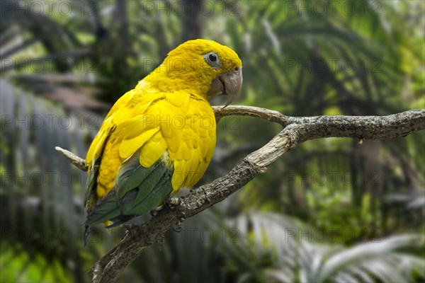 Golden parakeet