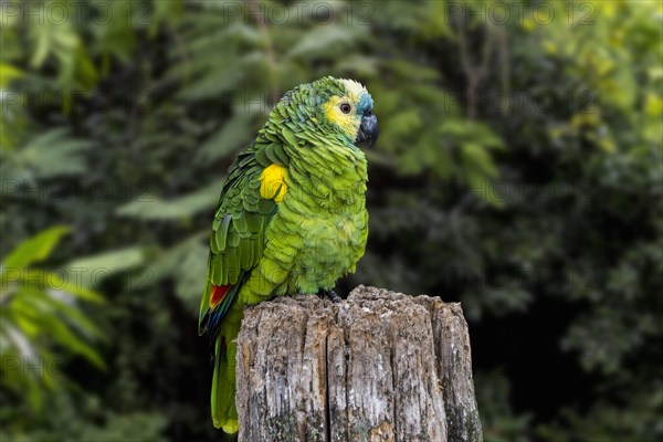 Turquoise-fronted amazon