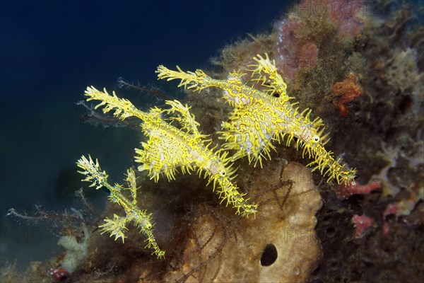 Three jewelled ghost pipefish