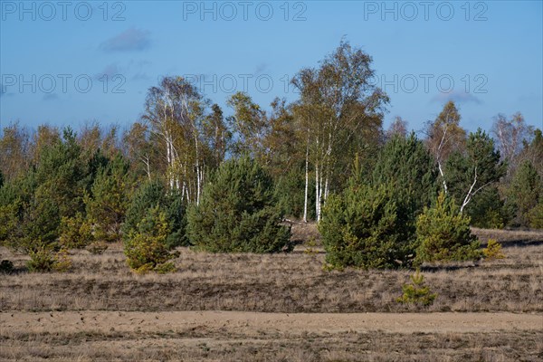 Pioneer forest consisting of Scots pines and birches on the former military training area of Jueterbog