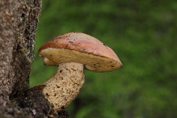 Oak red cap