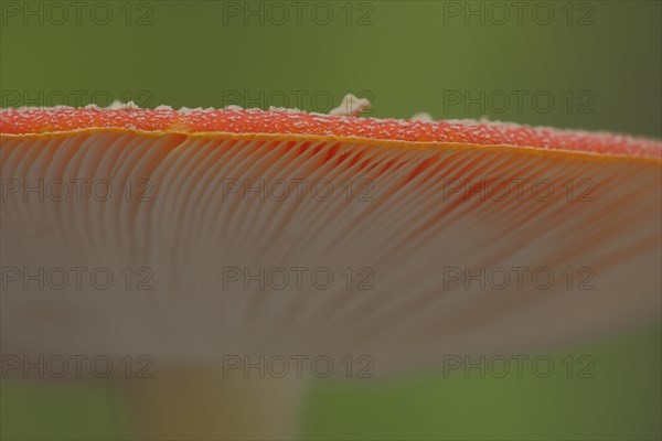 Cap edge of fly agaric