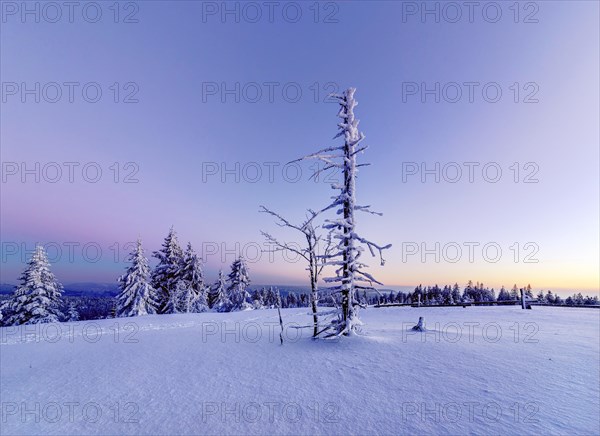 Winter landscape in the Black Forest