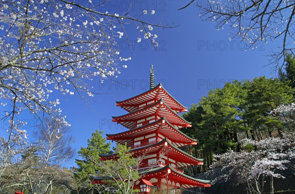 Chureito pagoda and cherry blossoms Fujiyoshida city Yamanashi Japan