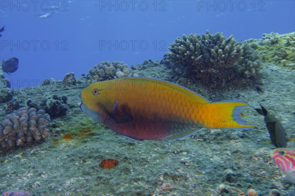 Female green-rumped parrotfish