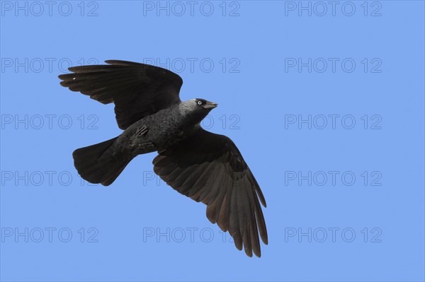 Western jackdaw