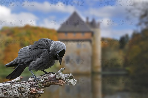 Western jackdaw