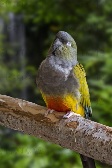 Burrowing parrot