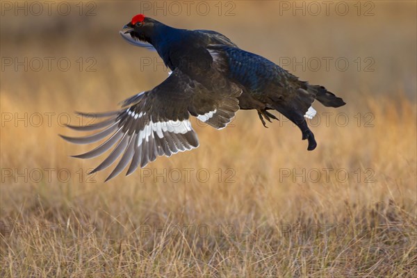 Black grouse