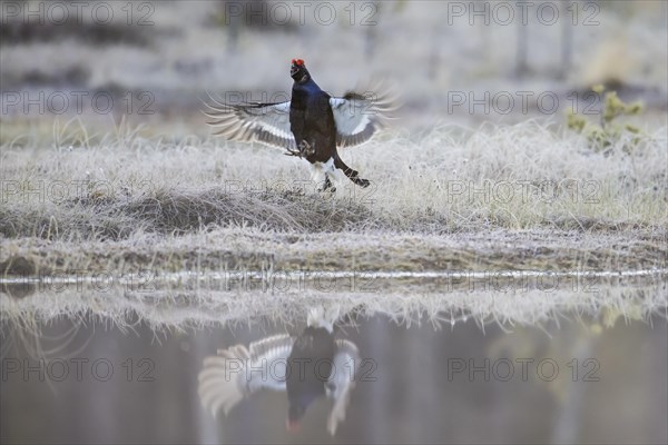 Black grouse