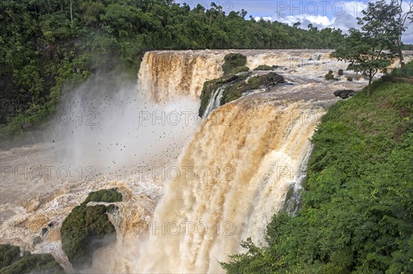 Great dusky swifts flying at Saltos del Monday Falls in Municipal Park Monday near Ciudad del Este