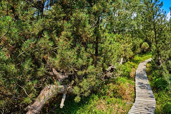 A narrow boardwalk leads through landscape and vegetation in the Georgenfelder Hochmoor nature reserve