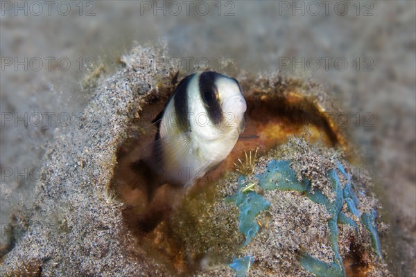 Kuiters damselfish