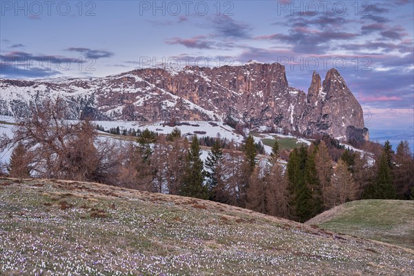 Crocus meadow at sunrise