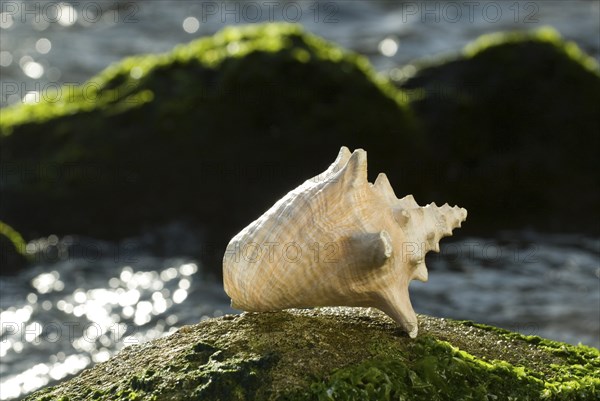 Adult Queen Conch shell Strombus gigas