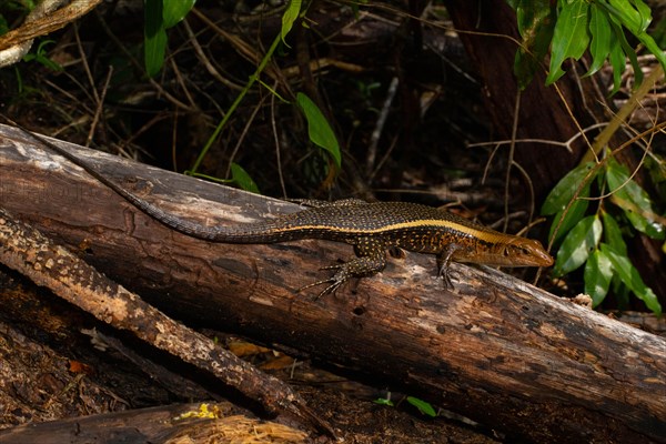 Wide-tailed zonosaur