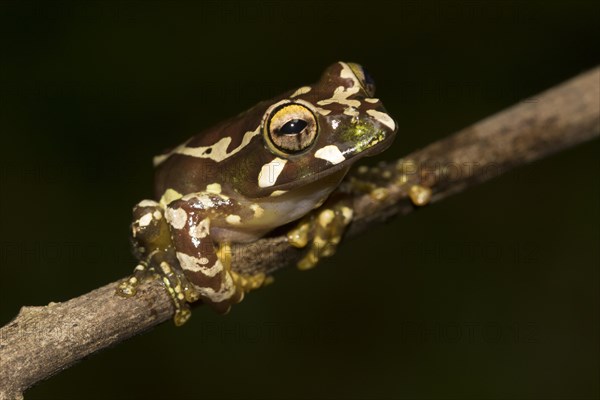 Juvenile Madagascar frog