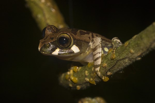 Madagascar frog