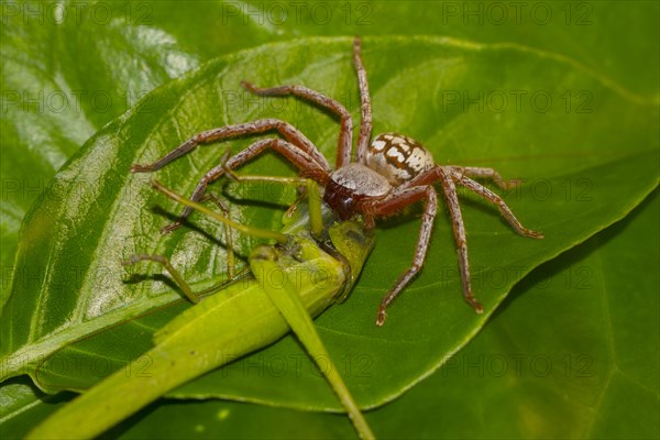Spider eating grasshopper
