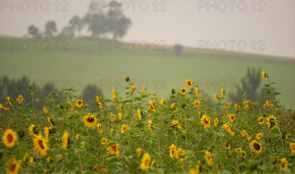 Sunflower field