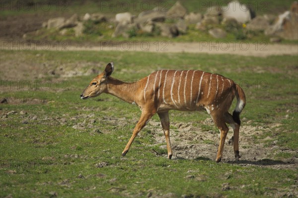 Nyala