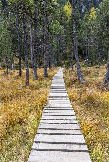 Yellow coloured larches in autumn at Lake Palpuogna