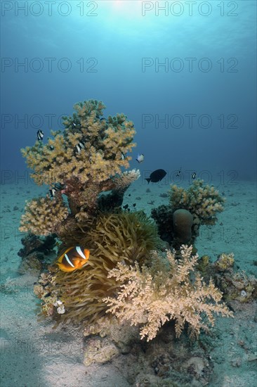 Red sea clownfish