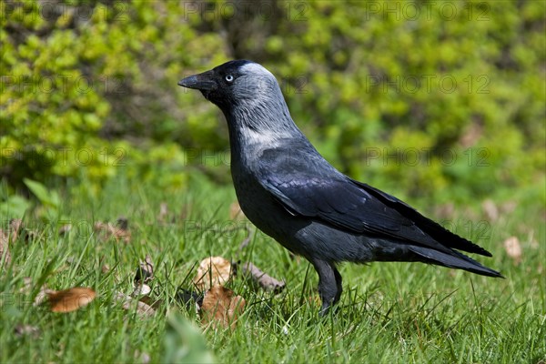 Jackdaw