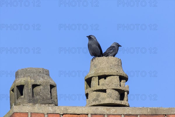 Western Jackdaws