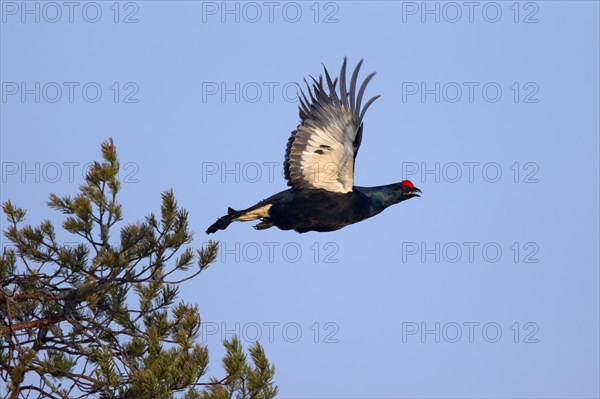 Black grouse