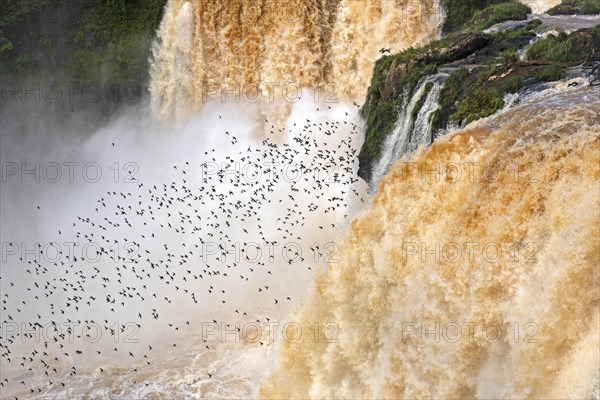 Great dusky swifts flying at Saltos del Monday Falls in Municipal Park Monday near Ciudad del Este