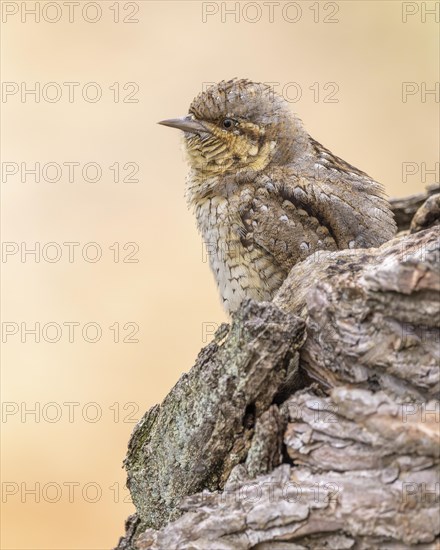 Eurasian wryneck