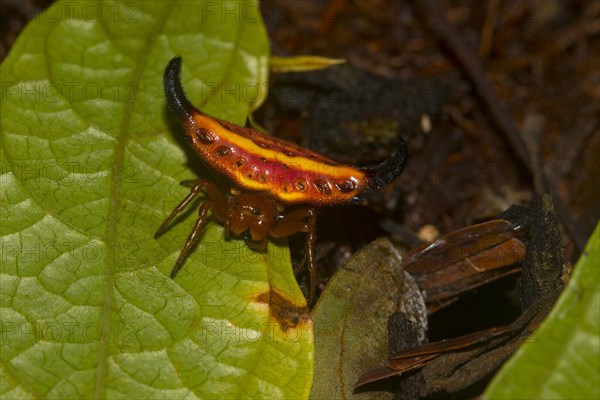 Female spiny spider