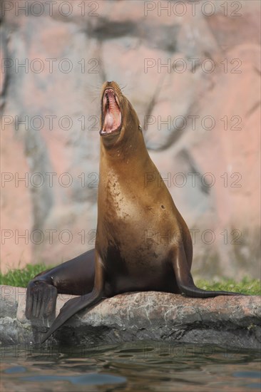 California sea lion