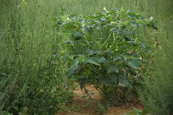 Common jimson weed