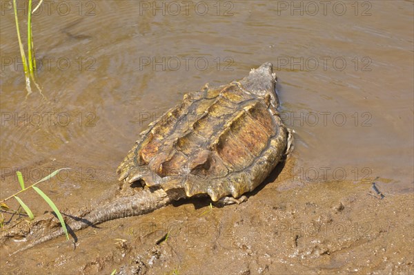 Alligator snapping turtle