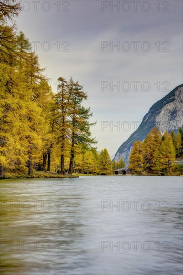 Yellow-coloured larches in autumn at Lake Palpuogna