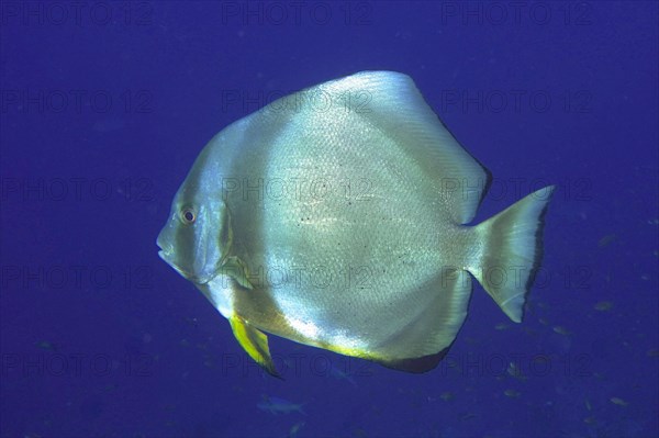 Orbicular batfish