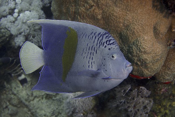 Halfmoon angelfish