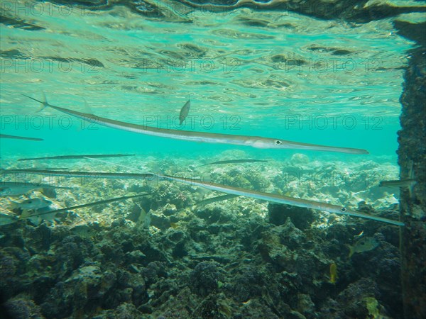 Bluespotted cornetfish