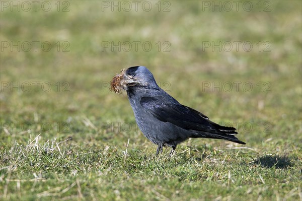 European jackdaw