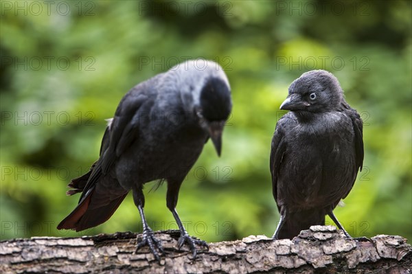 Western Jackdaw