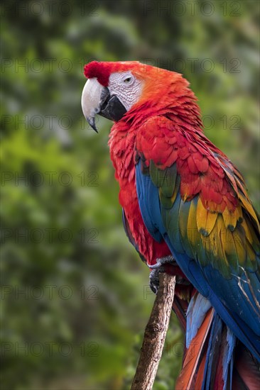 Scarlet macaw