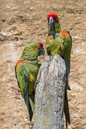 Red-fronted macaw