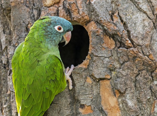 Blue-crowned parakeet