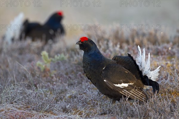 Black grouse