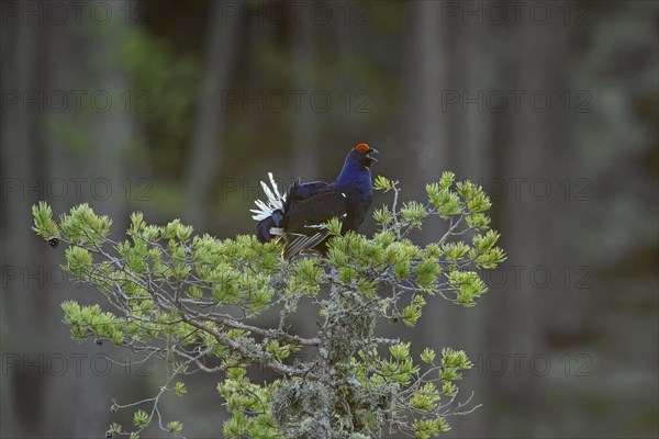 Black grouse