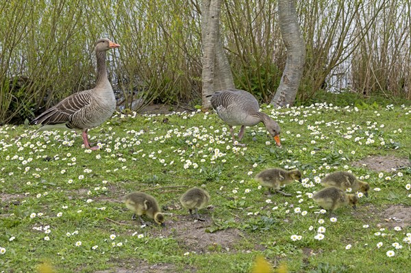 Greylag geese