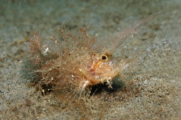 Ambon scorpionfish