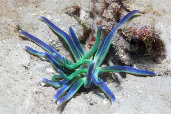 Lagoon anemone